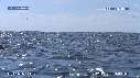 DAUPHINS SPINNER, FREGATES