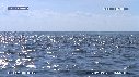DAUPHINS SPINNER, FREGATES