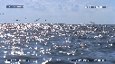 DAUPHINS SPINNER