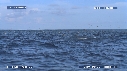 DAUPHINS SPINNER