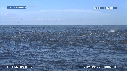DAUPHINS SPINNER