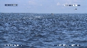 DAUPHINS SPINNER, FREGATES