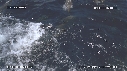 DAUPHINS SPINNER
