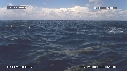 DAUPHINS SPINNER