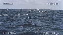 DAUPHINS SPINNER