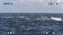 DAUPHINS SPINNER