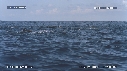 DAUPHINS SPINNER