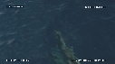 MER, DAUPHINS SPINNERS