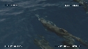DAUPHINS SPINNER
