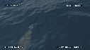 DAUPHINS SPINNER