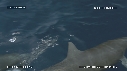DAUPHINS SPINNER