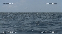 DAUPHINS SPINNER