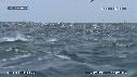 DAUPHINS SPINNER
