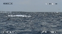 DAUPHINS SPINNER