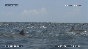 DAUPHINS SPINNER