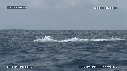 DAUPHINS SPINNER