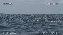 DAUPHINS SPINNER