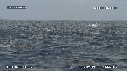 DAUPHINS SPINNER