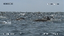 DAUPHINS SPINNER