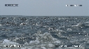 DAUPHINS SPINNER