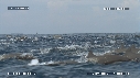 DAUPHINS SPINNER