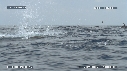 DAUPHINS SPINNER, FOUS