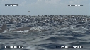 DAUPHINS SPINNER, FOUS