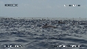 DAUPHINS SPINNER, FOUS