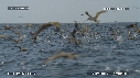 DAUPHINS SPINNER, OISEAUX