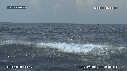 DAUPHINS SPINNER