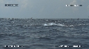DAUPHINS SPINNER