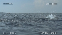 DAUPHINS SPINNER