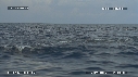 DAUPHINS SPINNER