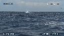 DAUPHINS SPINNER
