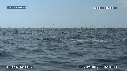 DAUPHINS SPINNER, FOUS