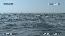 DAUPHINS SPINNER, FOUS