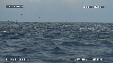 DAUPHINS SPINNER