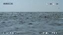 DAUPHINS SPINNER, FOUS