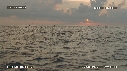 DAUPHINS SPINNER