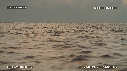 DAUPHINS SPINNER