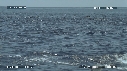 DAUPHINS SPINNER