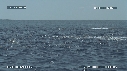 DAUPHINS SPINNER