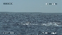 DAUPHINS SPINNER
