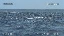 DAUPHINS SPINNER