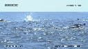 DAUPHINS SPINNER, FOUS