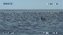 DAUPHINS SPINNER