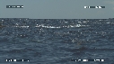 DAUPHINS SPINNER