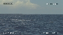 DAUPHINS SPINNER
