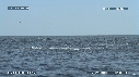 DAUPHINS SPINNER