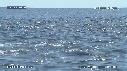 DAUPHINS SPINNER